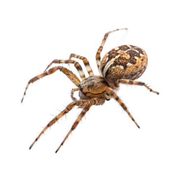 Паук